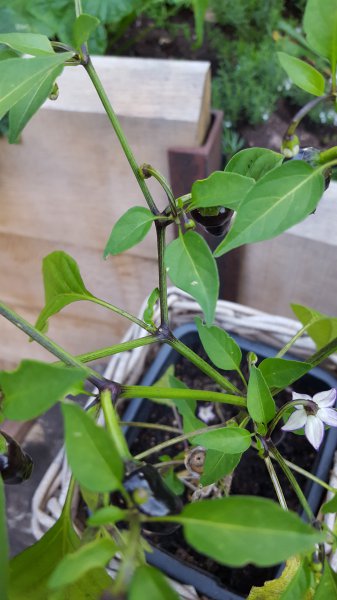 20160704_202933.jpg