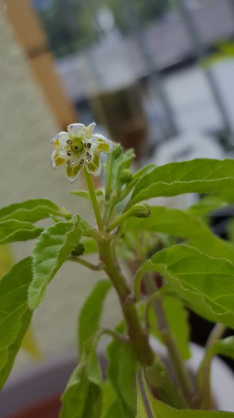 20160707_172701.jpg