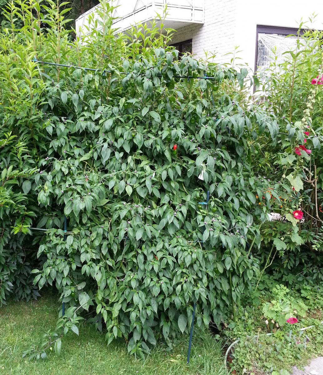 20160730_123659 klein.jpg