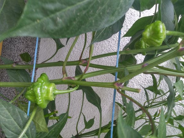 20160822_173429_HDR.jpg