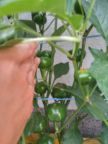 20160822_173529_HDR.jpg