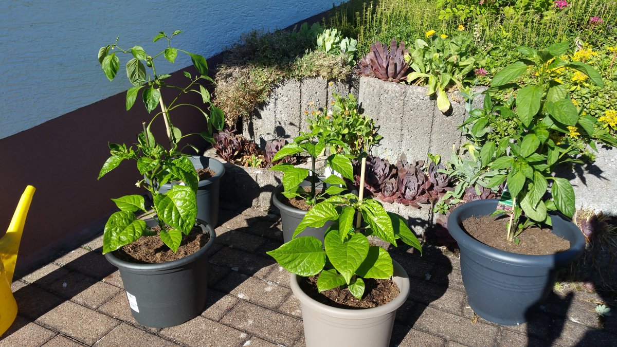20170608_181251.jpg