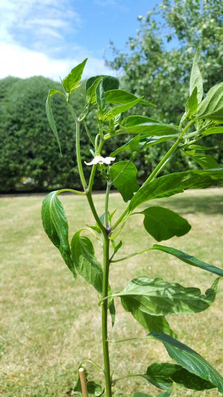 20170625_143046.jpg