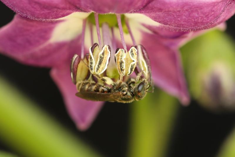 20170626-rocoto-biene-crop2-HM6C7070.JPG