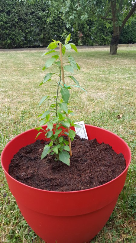 20170627_185142.jpg