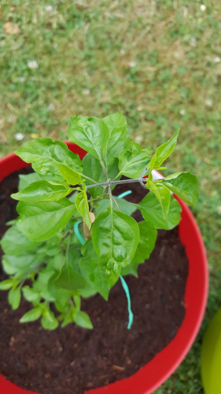 20170627_185230.jpg