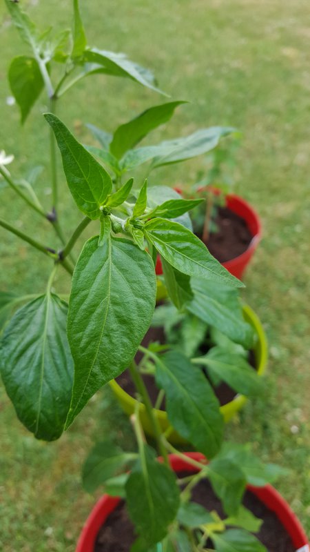 20170627_185311.jpg