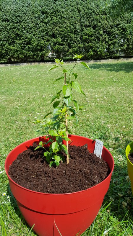 20170705_113154.jpg
