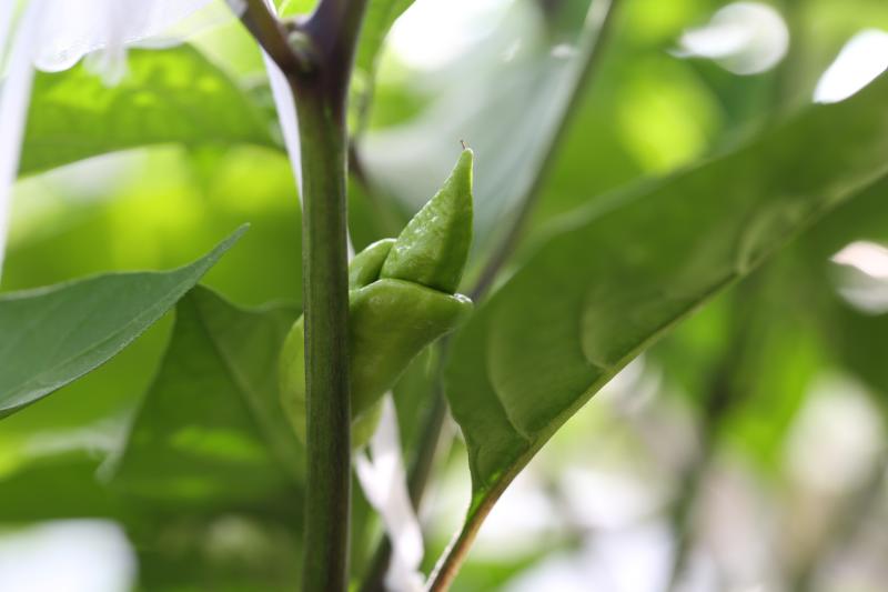 20170712-trinidad-scorpion-long-sr-HM6C7656.JPG