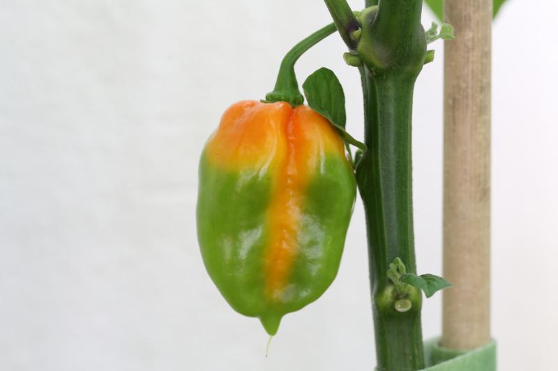 20170717-bhut-jolokia-HM6C7714.JPG