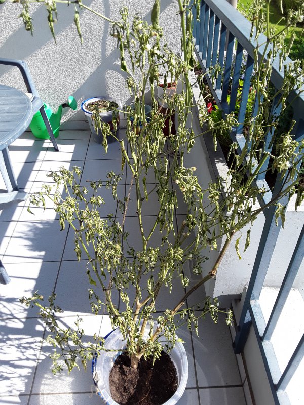 20170923_140515.jpg