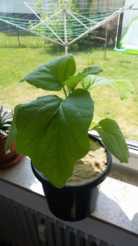 2018-05-18 14.39.49.jpg