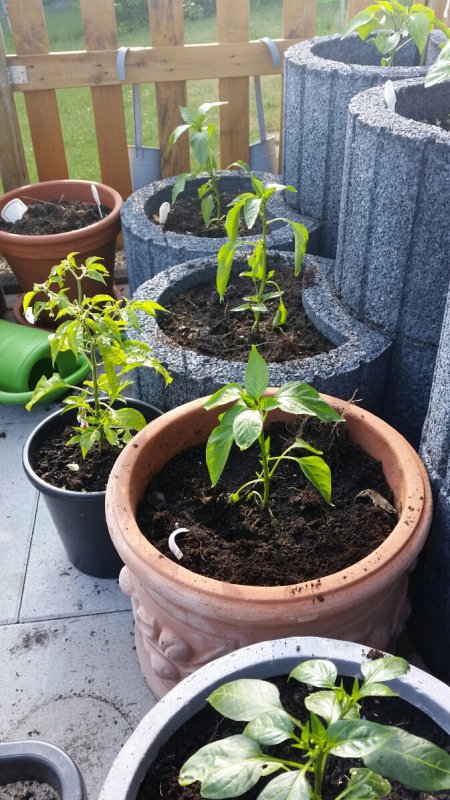 2018-05-18 19.37.33.jpg
