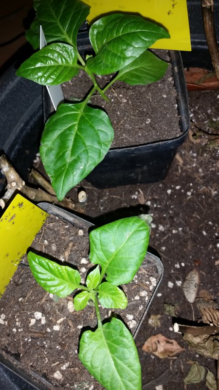 20180313_231123.jpg