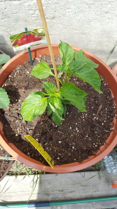 20180531_145201.jpg