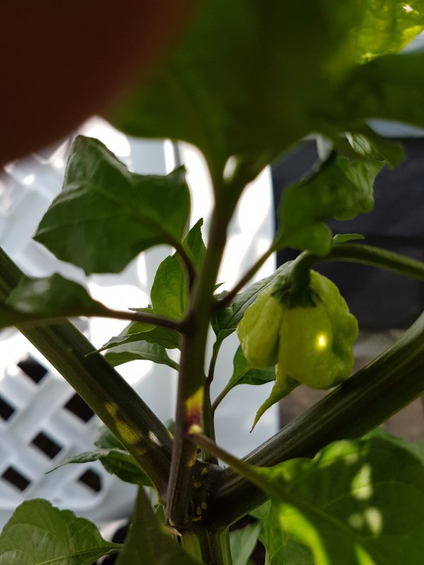 20180604_172719.jpg