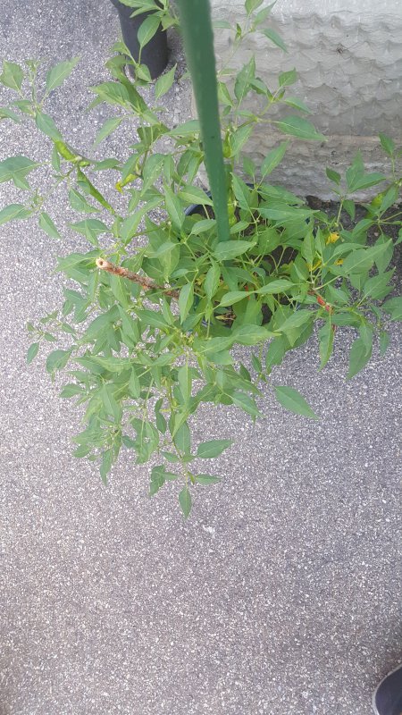 20180802_202656.jpg