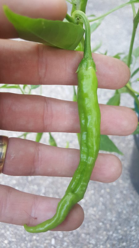 20180802_202738.jpg