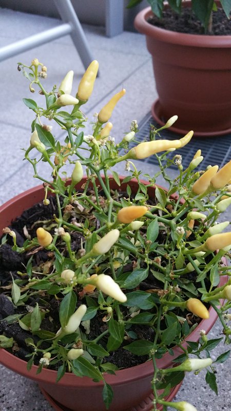 20180804_064629.jpg