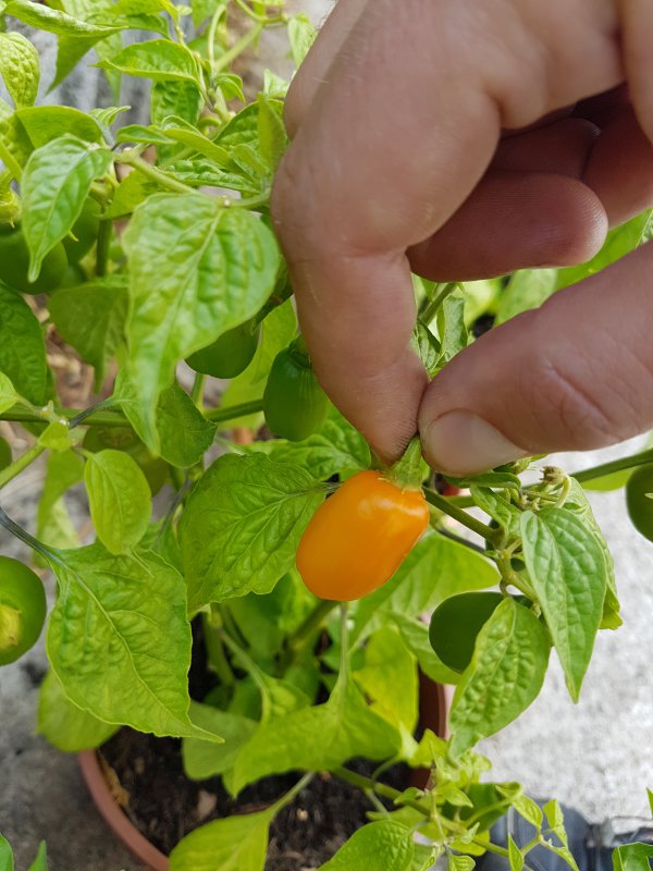 20180815_175515.jpg