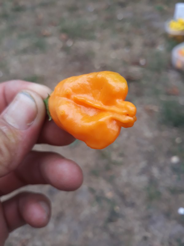 20180821_171411.jpg