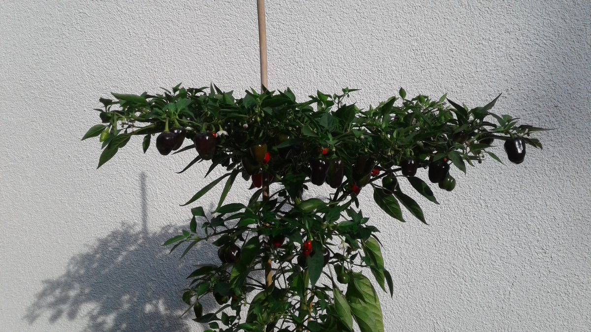 20180904_170238.jpg