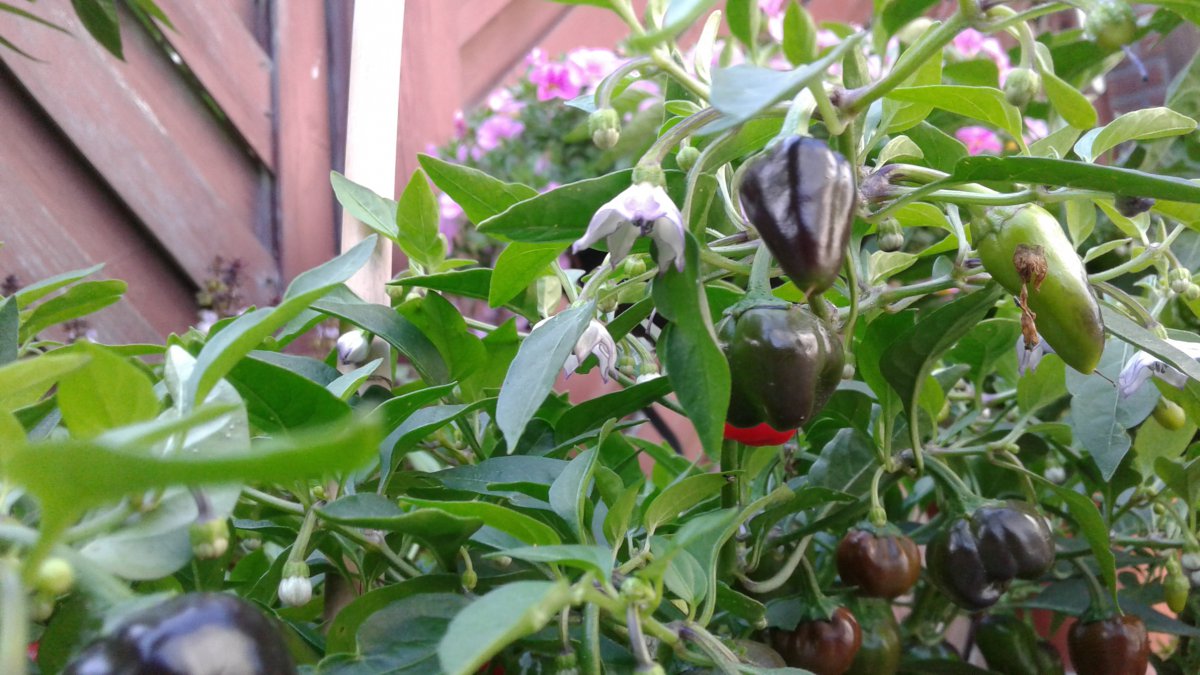 20180904_170635.jpg