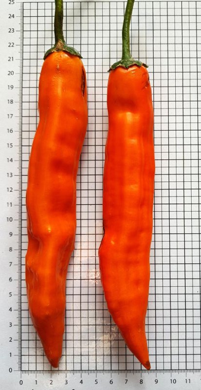 20181021_143430-Aji-Pacay-klein.jpg