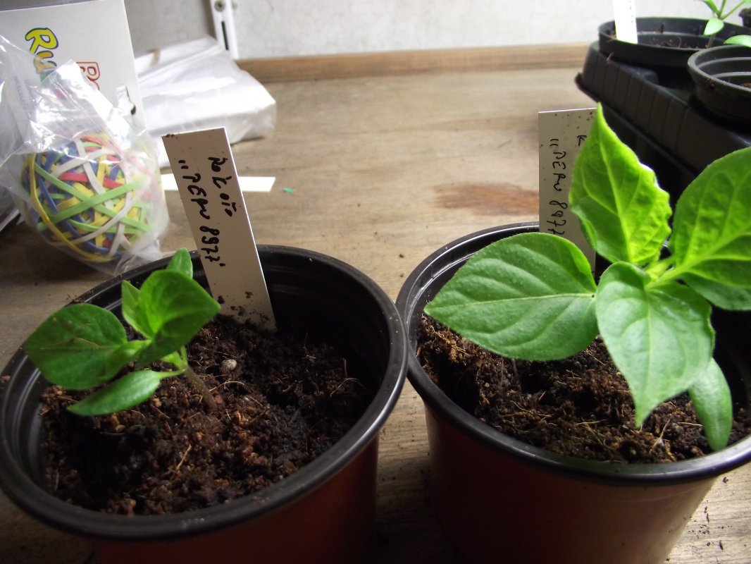 2018_0120IPK-ProjektChilis0318.JPG