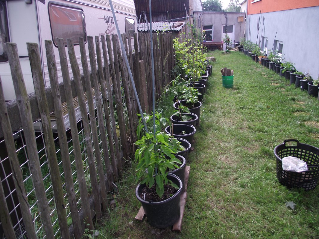 2018_0707IPK-ProjektChilis0002.JPG