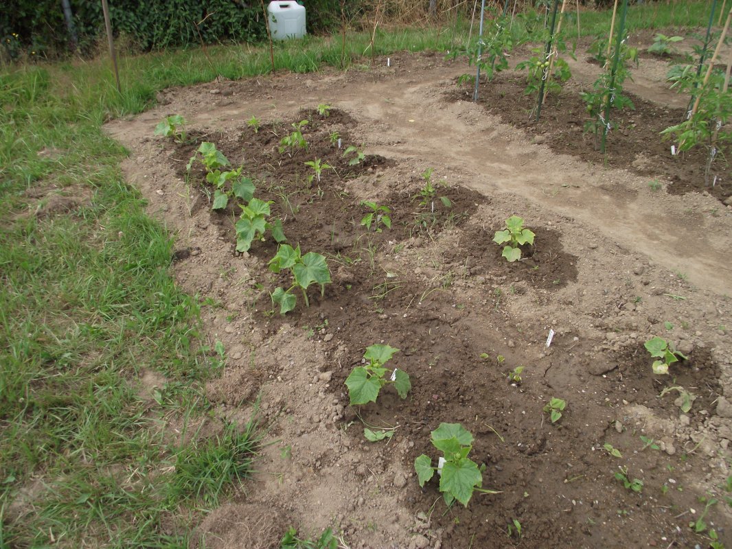 2018_0707IPK-ProjektChilis0021.JPG