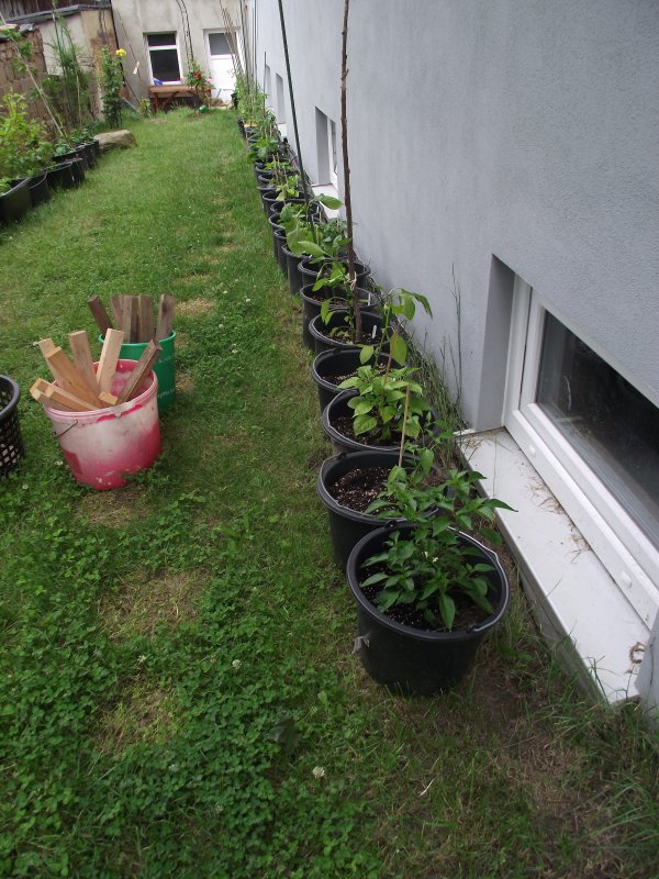 2018_0707IPK-ProjektChilis0042.JPG