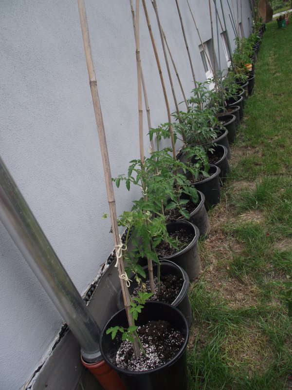 2018_0707IPK-ProjektChilis0043.JPG