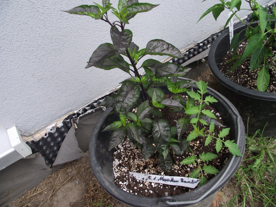 2018_0707IPK-ProjektChilis0047.JPG