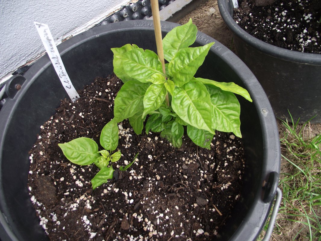 2018_0707IPK-ProjektChilis0054.JPG