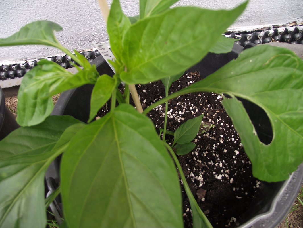 2018_0707IPK-ProjektChilis0059.JPG