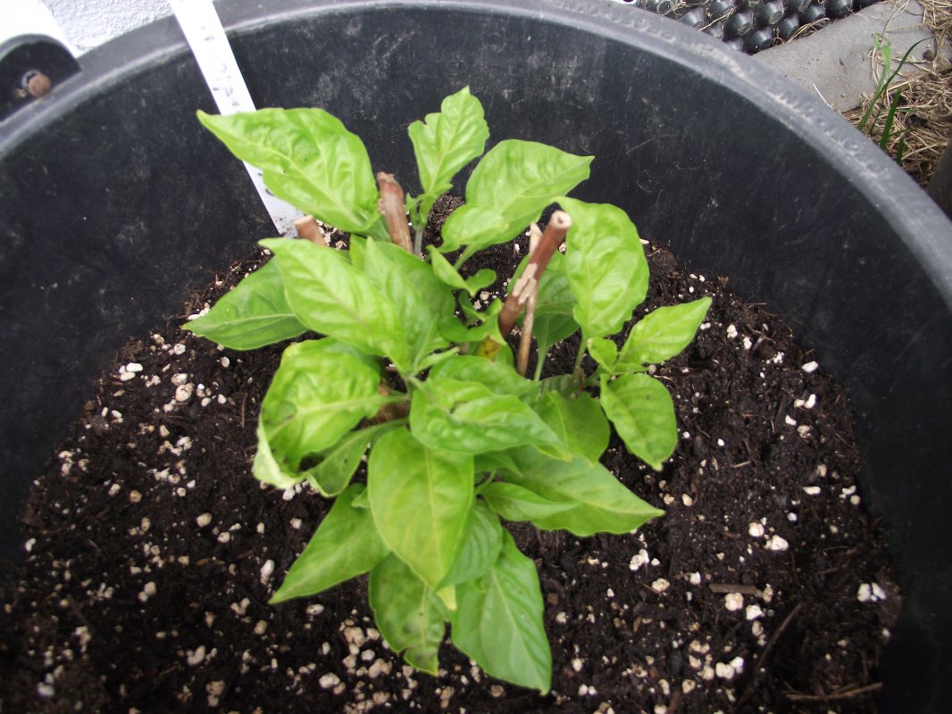 2018_0707IPK-ProjektChilis0069.JPG