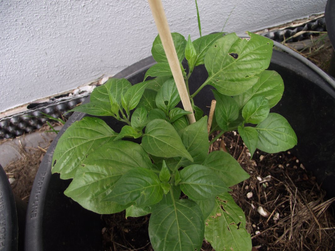 2018_0707IPK-ProjektChilis0075.JPG