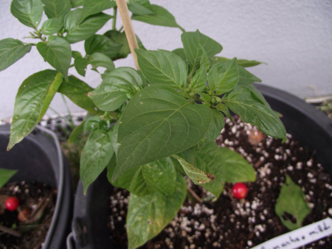 2018_0707IPK-ProjektChilis0077.JPG