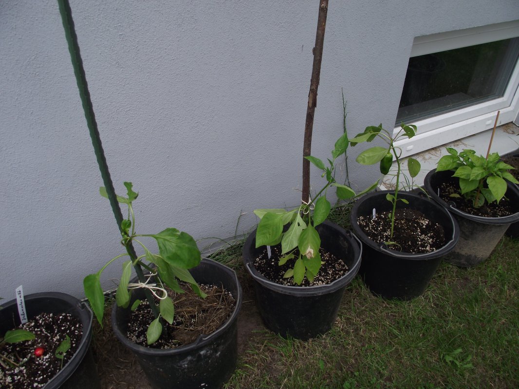 2018_0707IPK-ProjektChilis0080.JPG