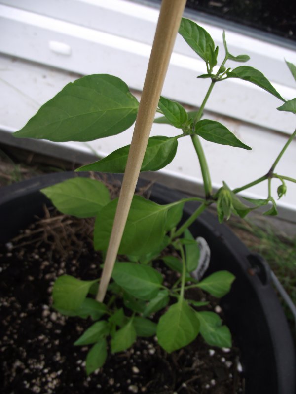 2018_0707IPK-ProjektChilis0084.JPG