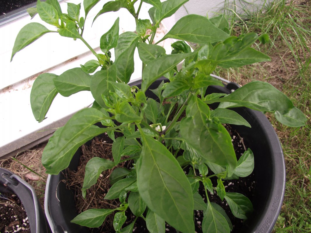 2018_0707IPK-ProjektChilis0086.JPG