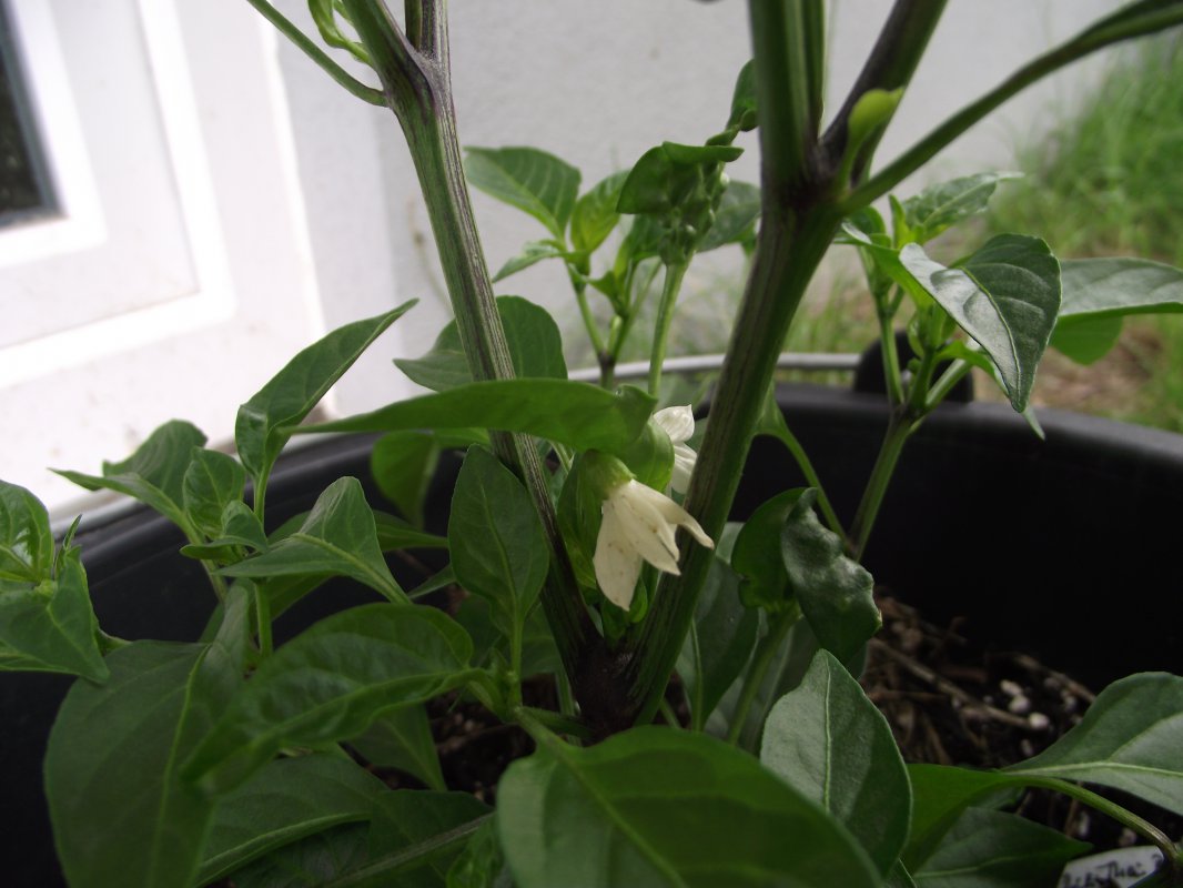 2018_0707IPK-ProjektChilis0087.JPG