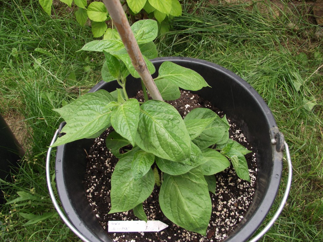 2018_0707IPK-ProjektChilis0091.JPG