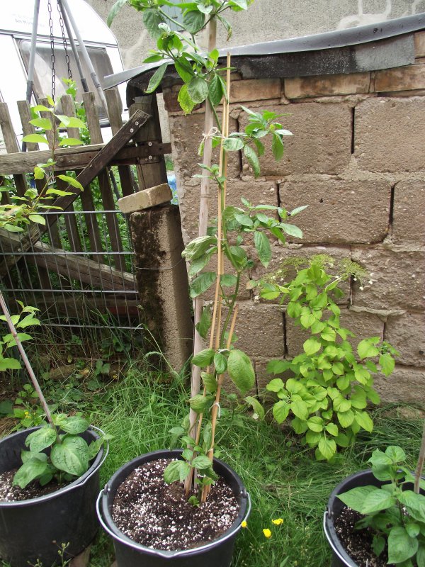 2018_0707IPK-ProjektChilis0092.JPG