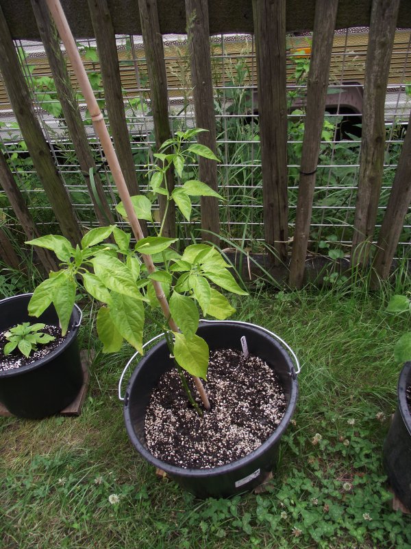 2018_0707IPK-ProjektChilis0103.JPG