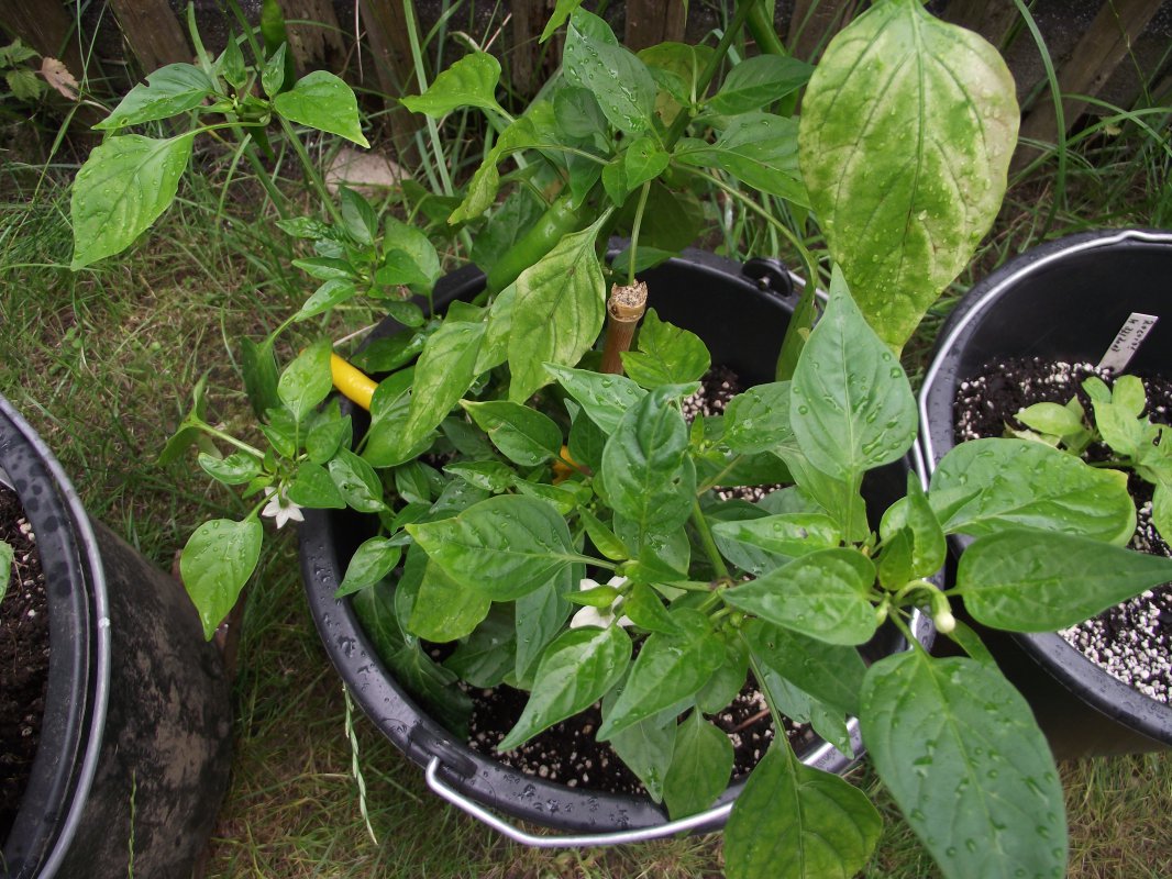 2018_0707IPK-ProjektChilis0106.JPG