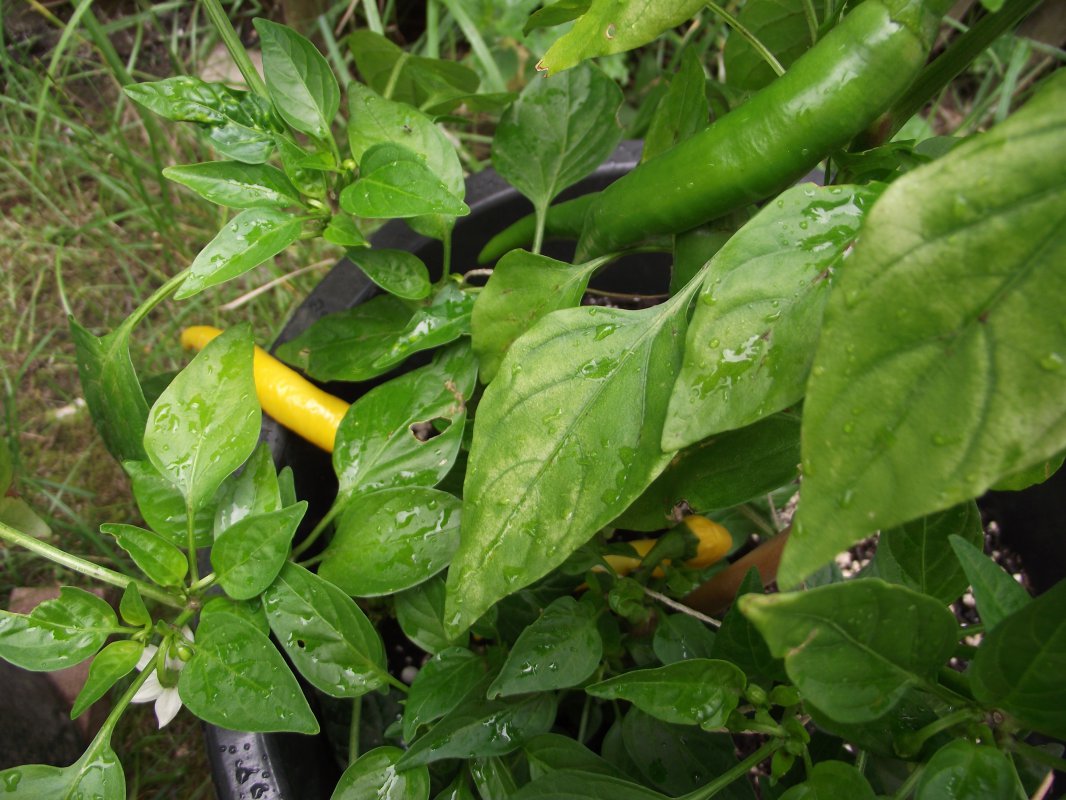 2018_0707IPK-ProjektChilis0107.JPG