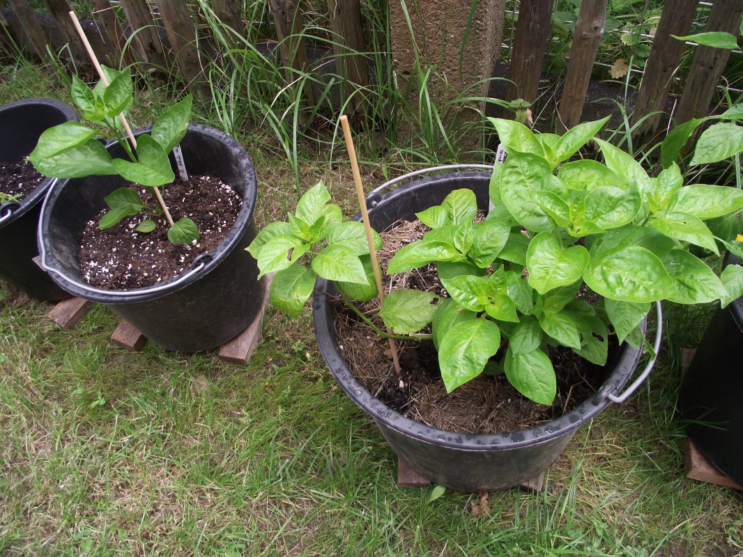 2018_0707IPK-ProjektChilis0110.JPG