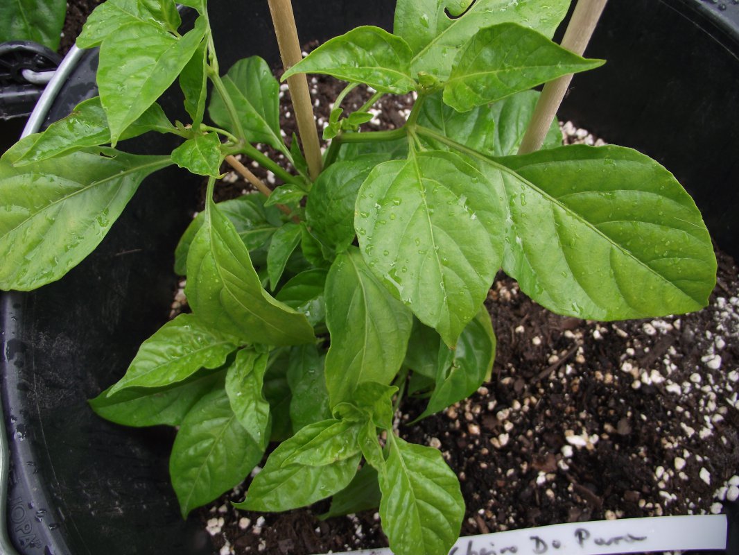 2018_0707IPK-ProjektChilis0113.JPG